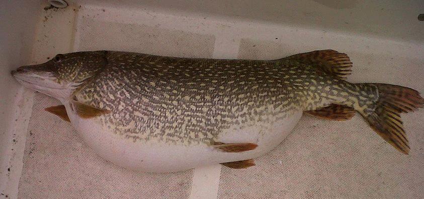 dupa net adunate - 198313463151427069989749927160n.jpg